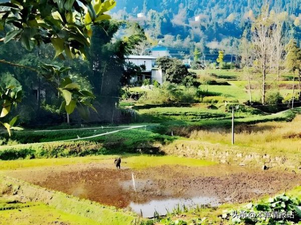 配资服务 农村种植致富项目有哪些？